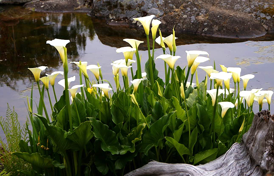 Белокрыльник болотный красиво смотрится в пруду - цена 500р